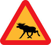 THIS way, moose girl!!